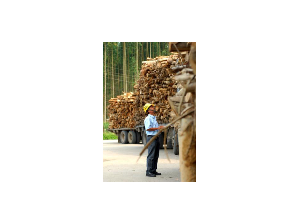 APP支持印尼木材合法性協定 落實永續森林管理