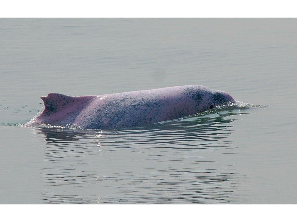 搶救瀕臨絕種白海豚 規劃棲息保護海域劃定
