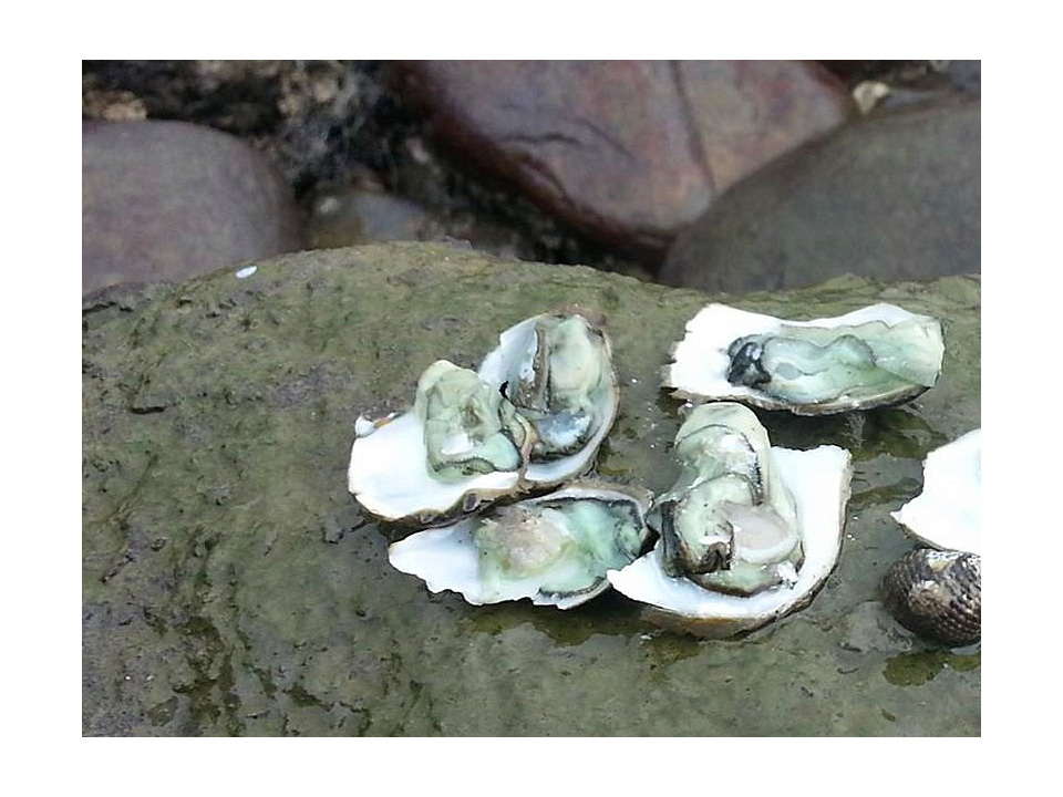海岸重金屬綠牡蠣恐下肚  縣府駁斥綠牡蠣污染