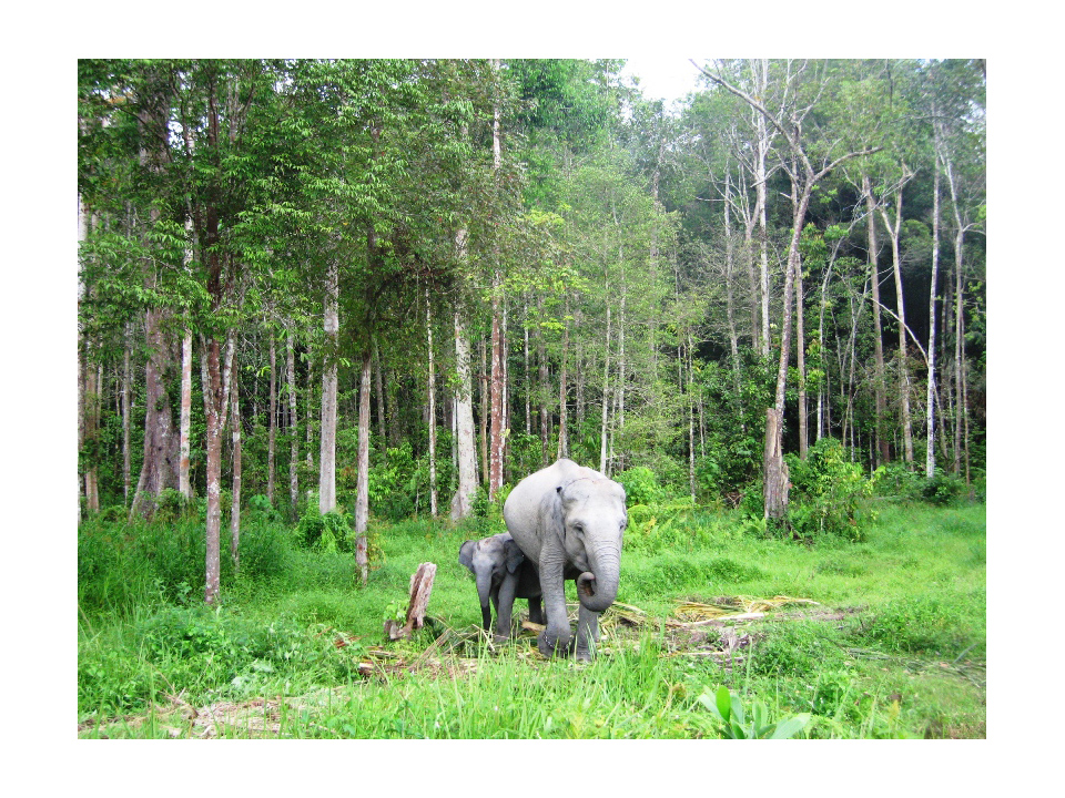 印尼林業發展重大突破   正式與全球最大森林認證體