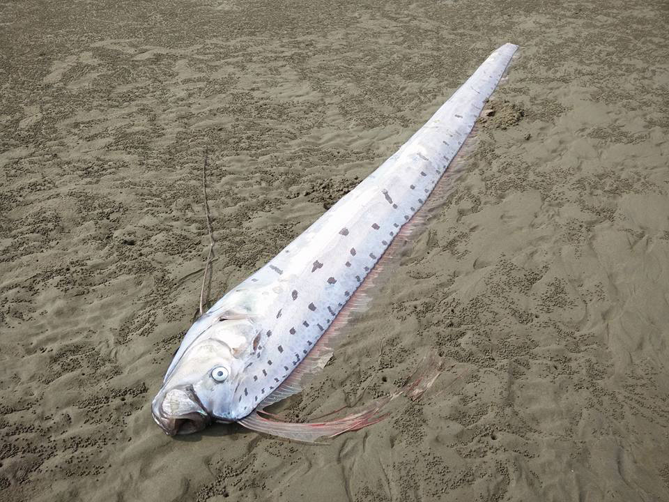  2公尺「地震魚」擱淺竹南 網友吃驚掀起一番討論