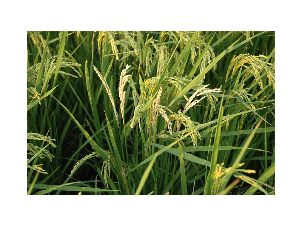 水稻將進入抽穗期 稻熱病及二化螟防治時機