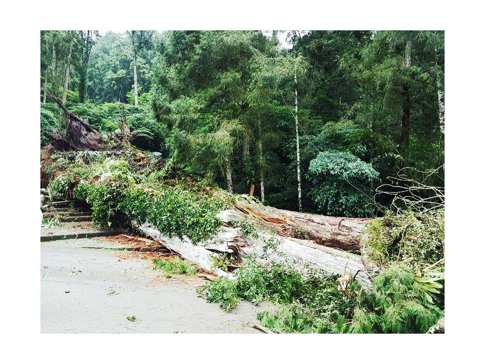 溪頭2800年紅檜神木倒塌 3人輕重傷送醫急救