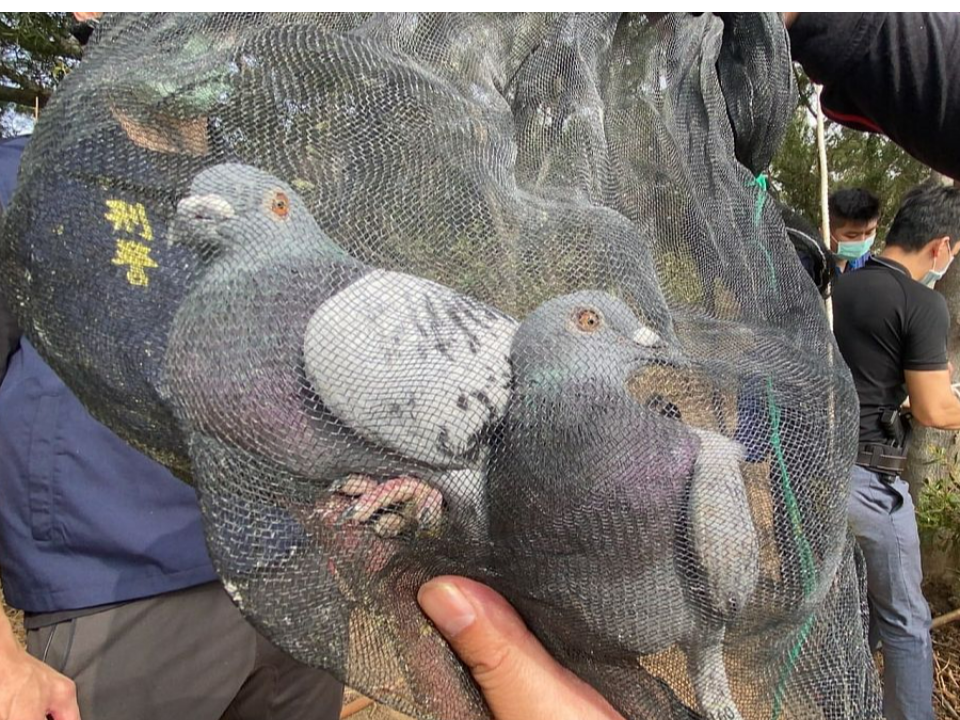 苗栗警破擄鴿集團 救出逾200隻賽鴿