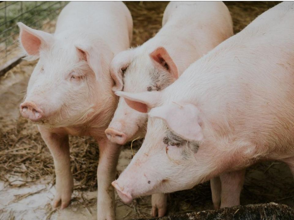 可怕！中國專家發現豬流感病毒「G4」  豬傳人足以引致大流行