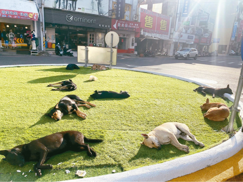 彰化縣有1.3萬隻流浪犬 彰化市覓地蓋收容所