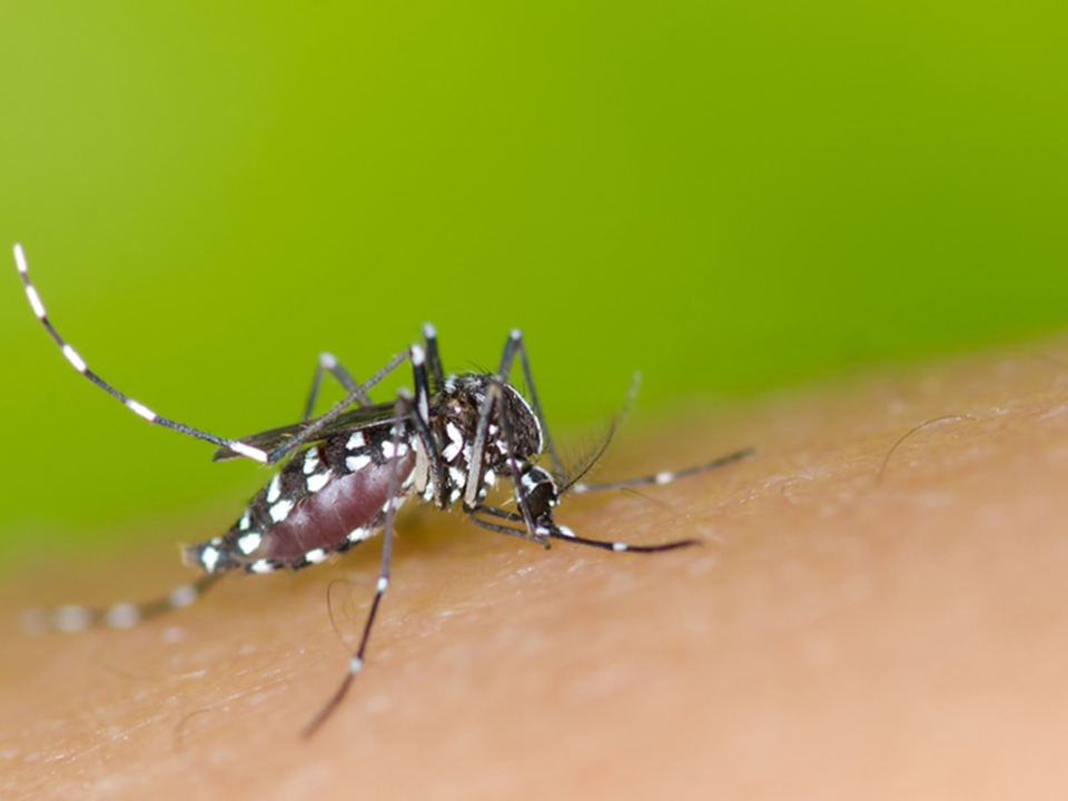 台灣病媒蚊發現坦布蘇病毒 會造成人體感染嗎？疾管署解答