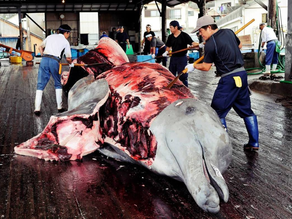 強啟商業捕鯨：日本元旦前退出「國際捕鯨委員會」