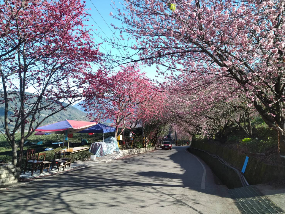 櫻花季於23日開鑼 奧萬大、草坪頭月底前盛放
