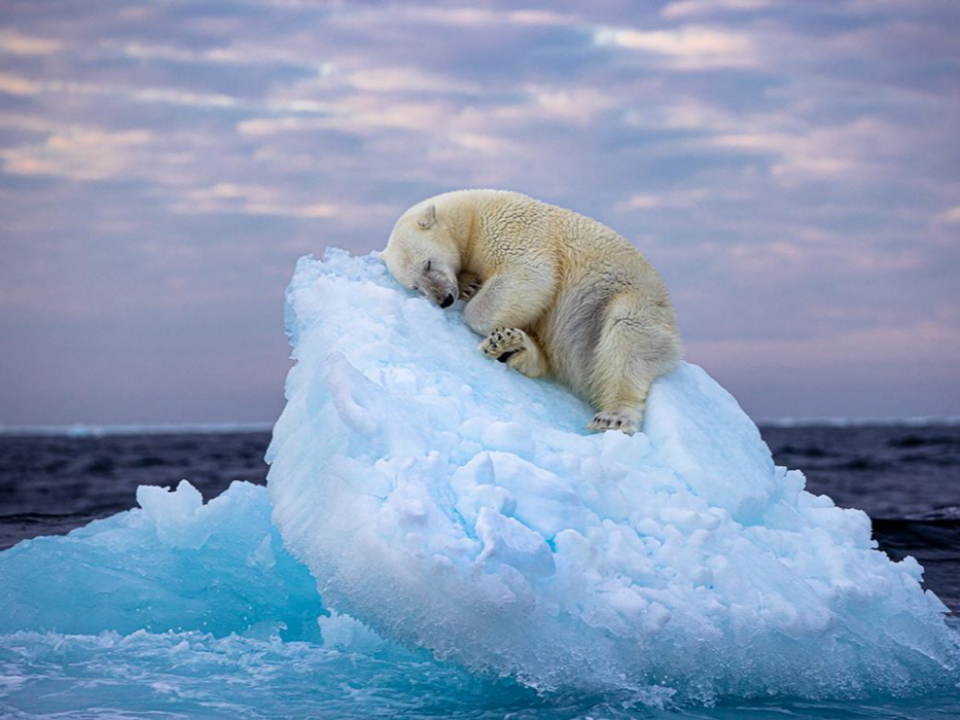 全球暖化警鐘！北極熊「漂浮小冰山照」獲獎