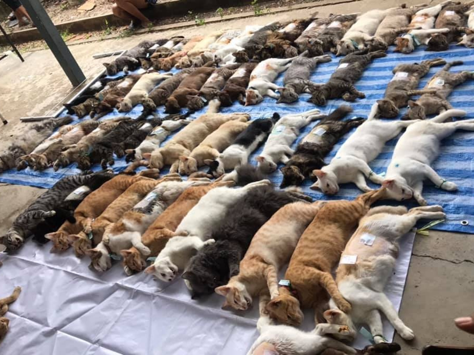 網傳過百貓被集體屠殺？原來是泰國免費結紮活動