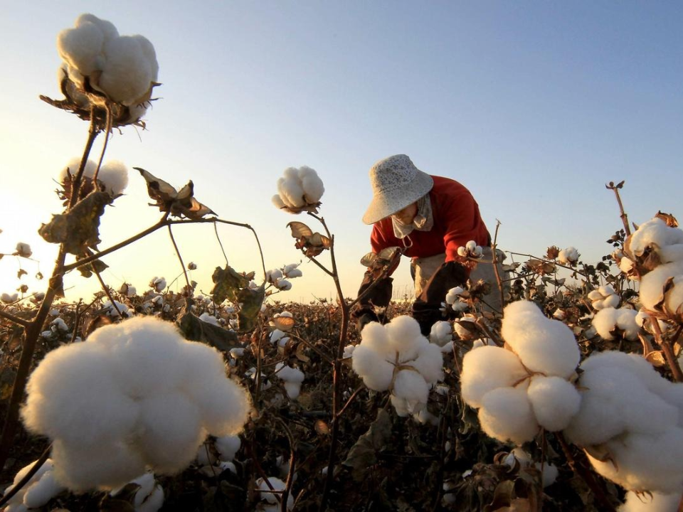 拒用「血棉花」遭抵制  綠委籲：禁止進口新疆棉