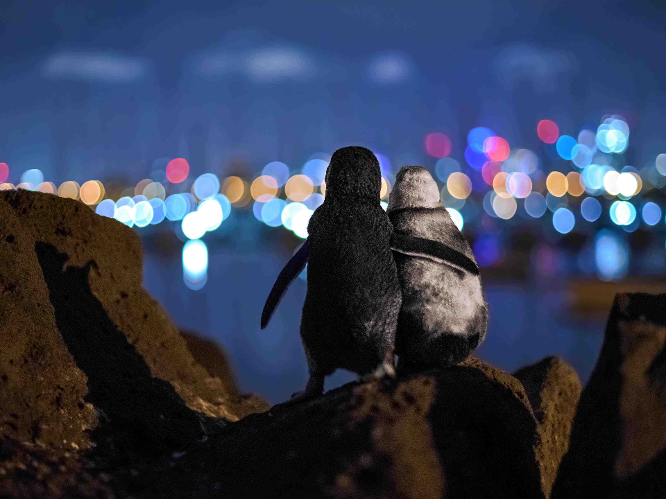 喪偶企鵝「搭肩撫背」德攝影師拍下感人瞬間獲獎