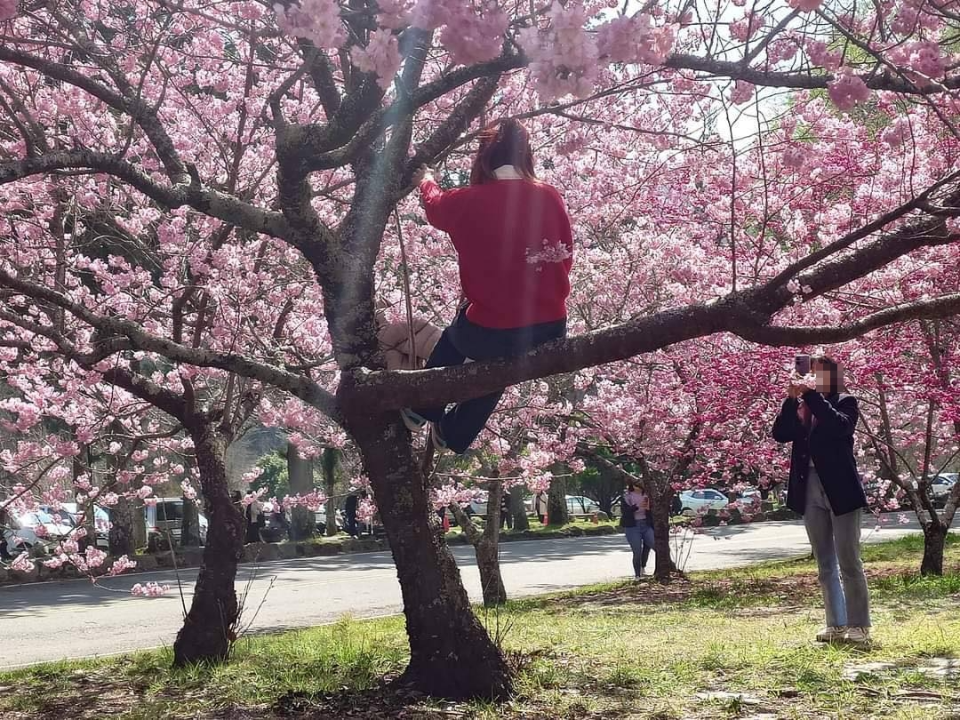 台灣奇景！「大媽學猴爬樹」拍美照  武陵農場曝罰則