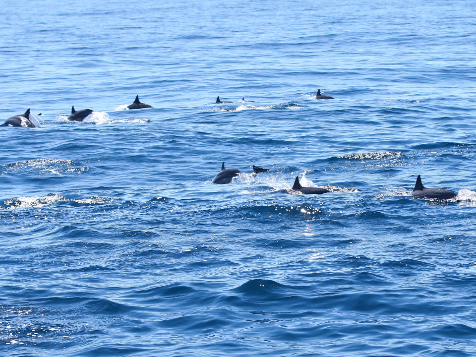 驚喜！「上百隻海豚」 朝巡防艇而來 現蹤台中外海跳躍嬉戲